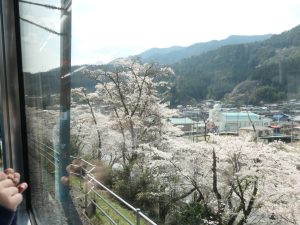 車窓から桜